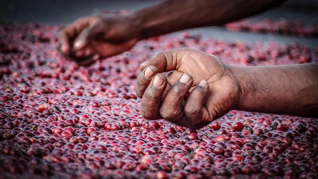 Why fruit-forward coffee is taking over – and how Brazuca Coffee delivers it naturally