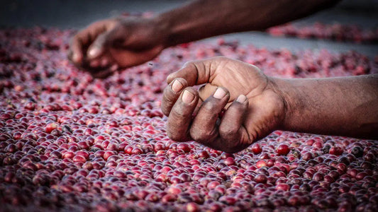 Why fruit-forward coffee is taking over – and how Brazuca Coffee delivers it naturally