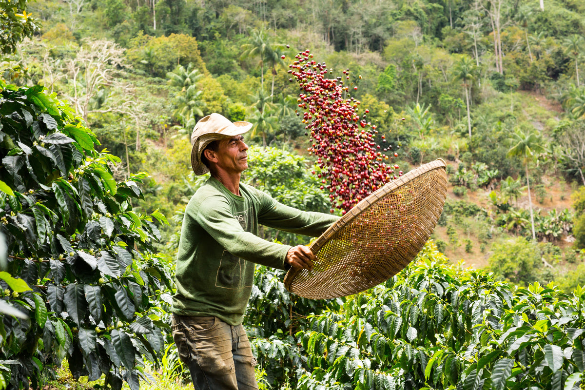 coffee harvest in Brazil