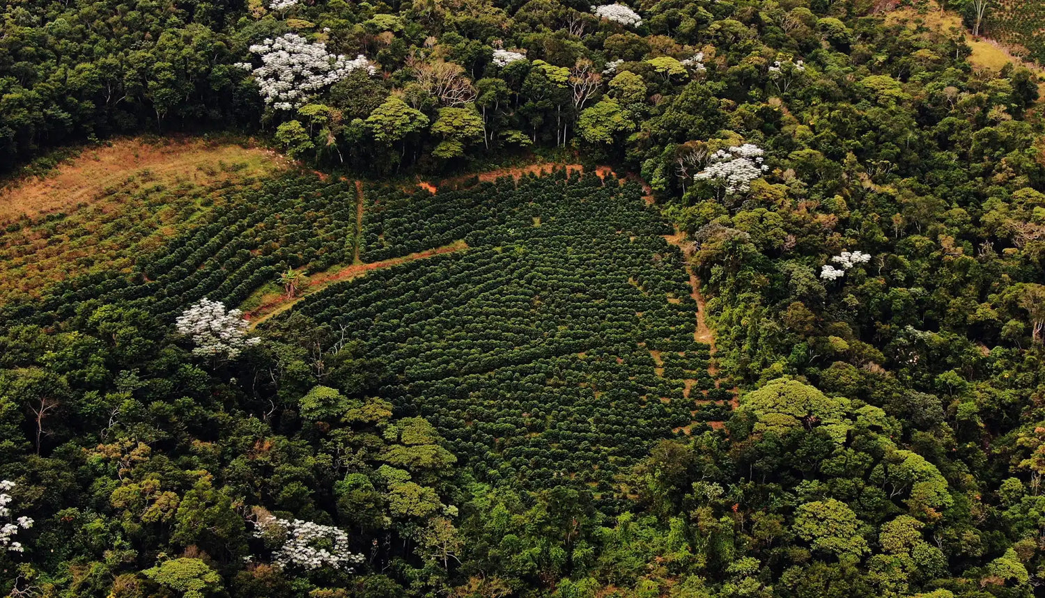 Aerial view of a coffee plantation surrounded by lush green forest.