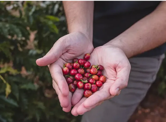 Brasil Fazenda Sertão 100 Years Reserve (pre-order available in februari) - Coffee Beans
