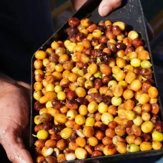 Brazil Fazenda Santa Tereza - Coffee Beans