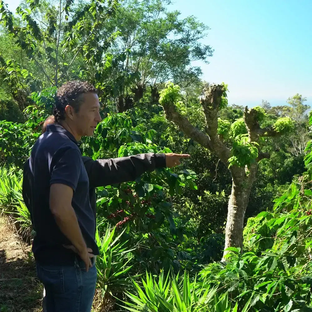 El Salvador Single-oririn - Coffee Beans