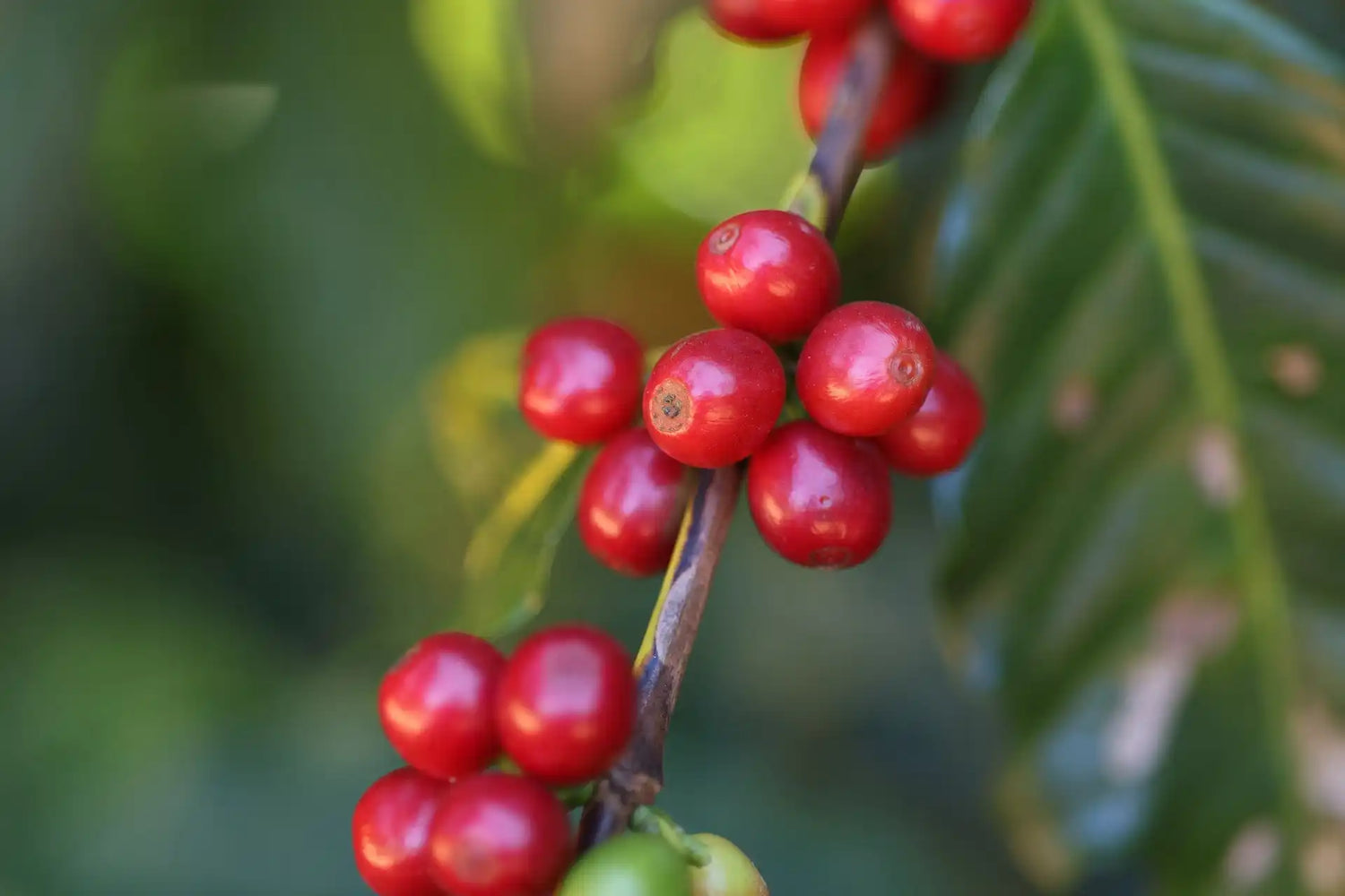 Ripe red coffee cherries on a branch.
