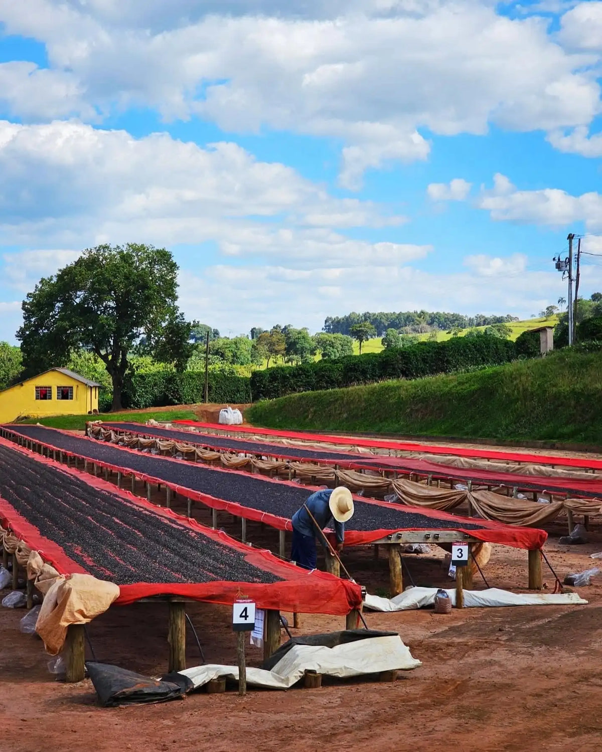 Koffie droogt op verhoogde droogbedden in Brazilië