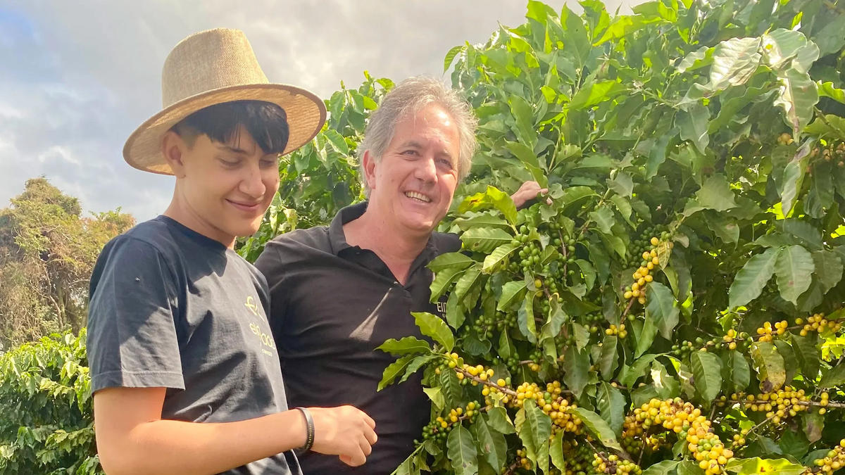 Brazilian coffee beans: what you taste and where the difference lies