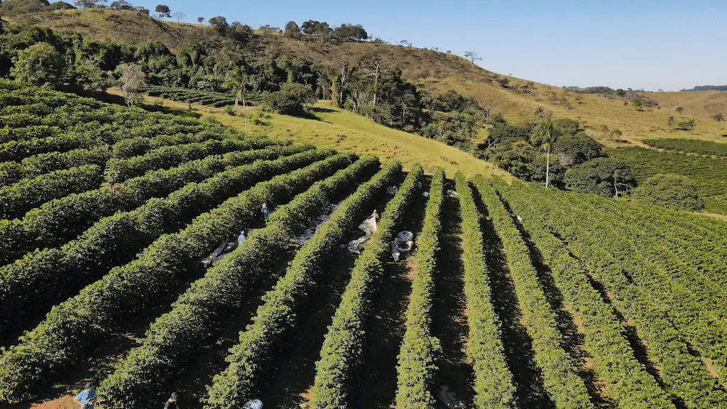 Exploring Brazil’s Specialty Coffee Regions: Where Quality and Flavor Flourish - Brazuca Coffee 