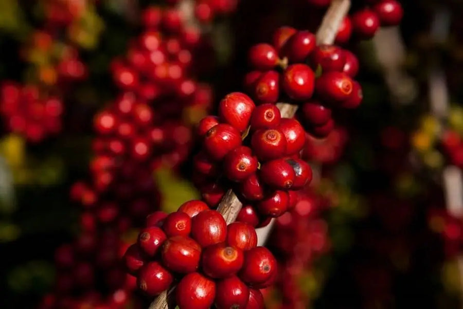 Exploring the World of Specialty Coffee: A Brazilian Flavor Journey - Brazuca Coffee 