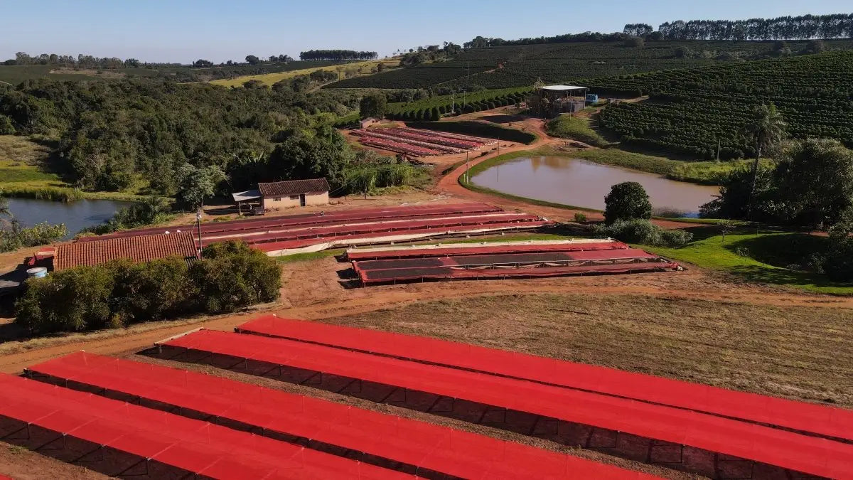 The Evolution of Brazilian Specialty Coffee: From Commodity to Craft - Brazuca Coffee 