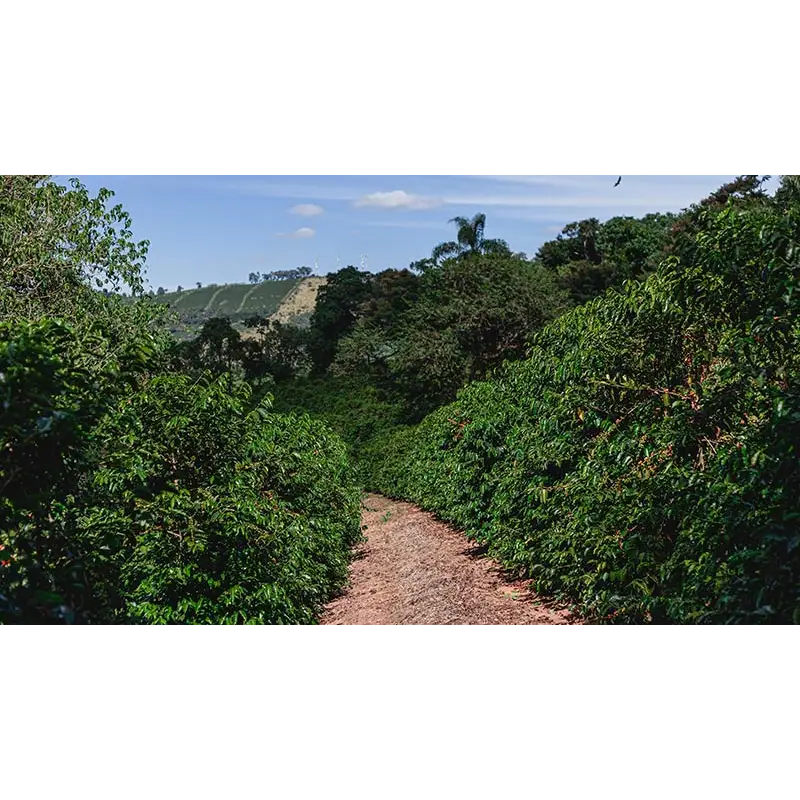 Brasil Fazenda Sertão 100 Years Reserve (pre-order available in februari) - Coffee Beans