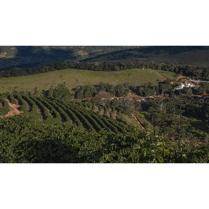 Brasil Fazenda Sertão 100 Years Reserve (pre-order available in februari) - Coffee Beans