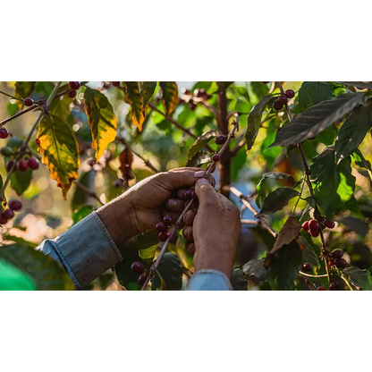 Brasil Fazenda Sertão 100 Years Reserve (pre-order available in februari) - Coffee Beans