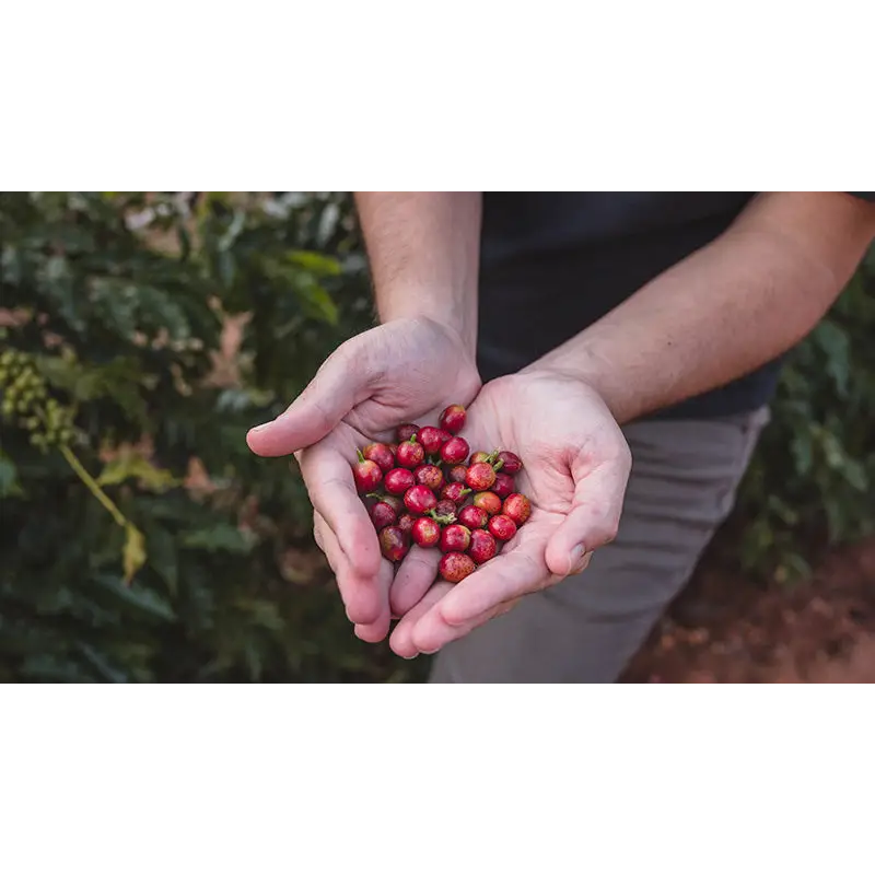 Brasil Fazenda Sertão 100 Years Reserve (pre-order available in februari) - Coffee Beans