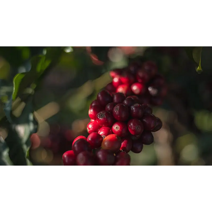 Brasil Fazenda Sertão 100 Years Reserve (pre-order available in februari) - 250gr - Coffee Beans