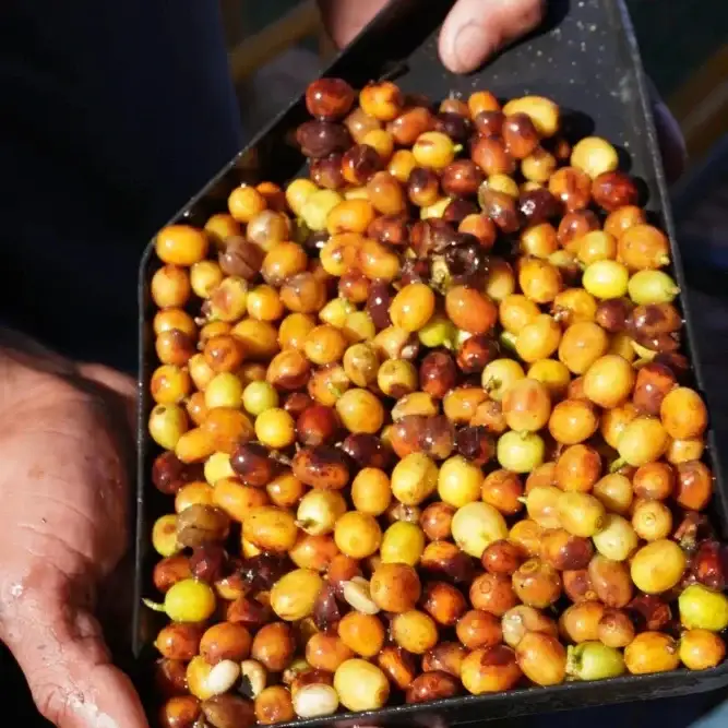 Brazil Fazenda Santa Tereza - Coffee Beans