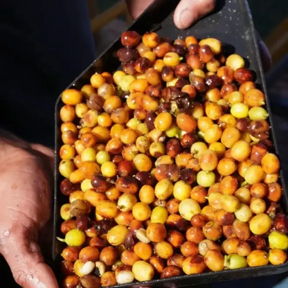 Brazil Fazenda Santa Tereza - Coffee Beans