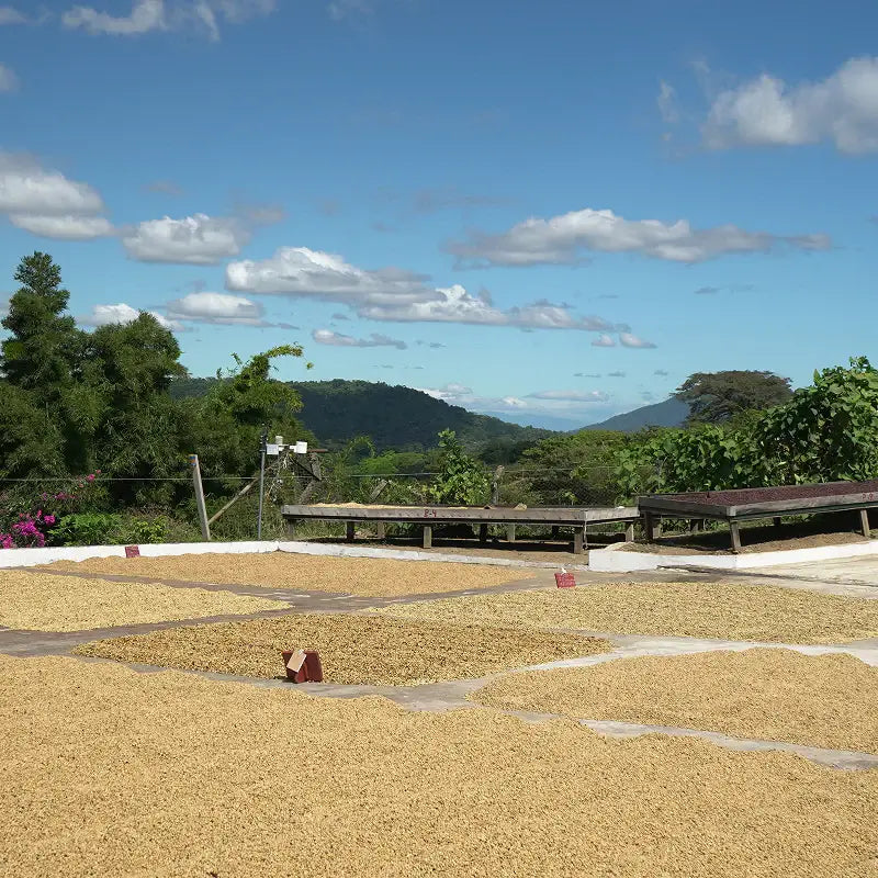 El Salvador - Finca San José - Coffee Beans