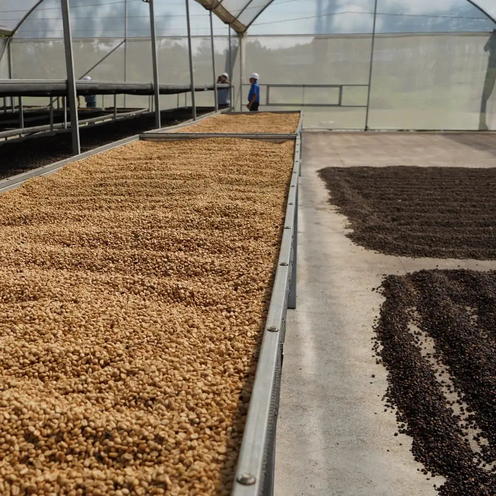 El Salvador - Finca San José (pre-order) - 250gr - Coffee Beans