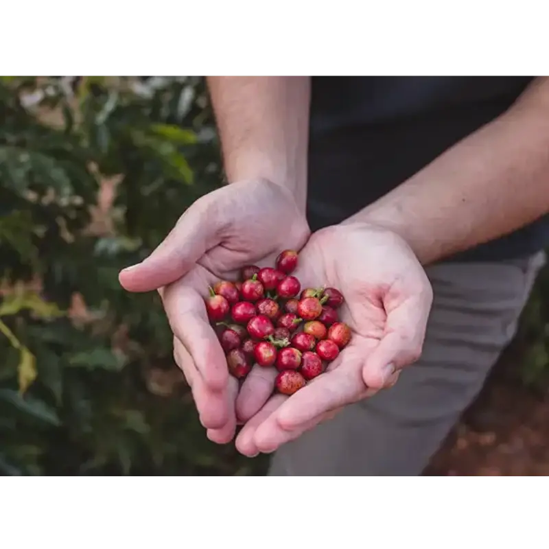 Fazenda Sertão 100 Years Reserva - Coffee Beans