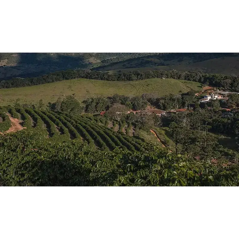 Fazenda Sertão 100 Years Reserva - Coffee Beans