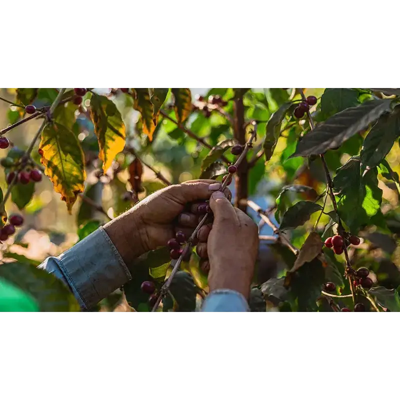 Fazenda Sertão 100 Years Reserva - Coffee Beans