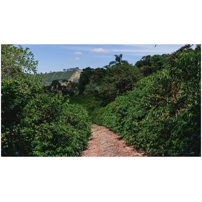 Fazenda Sertão 100 Years Reserva - Coffee Beans