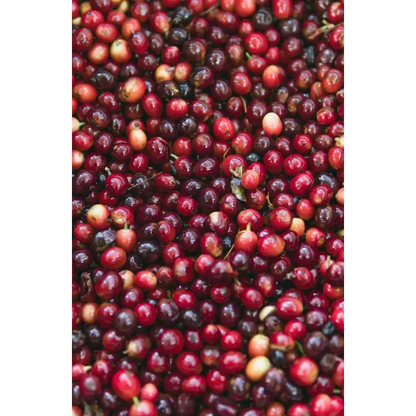 Gatekeeper Geisha Natural - Coffee Beans