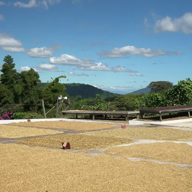 El Salvador - Finca San José - Coffee Beans