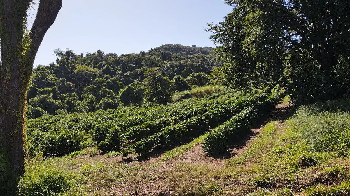Koffiebomen op de fazenda