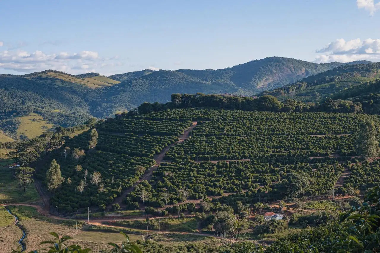 Lush green coffee plantation sprawling across rolling hills under a clear blue sky.