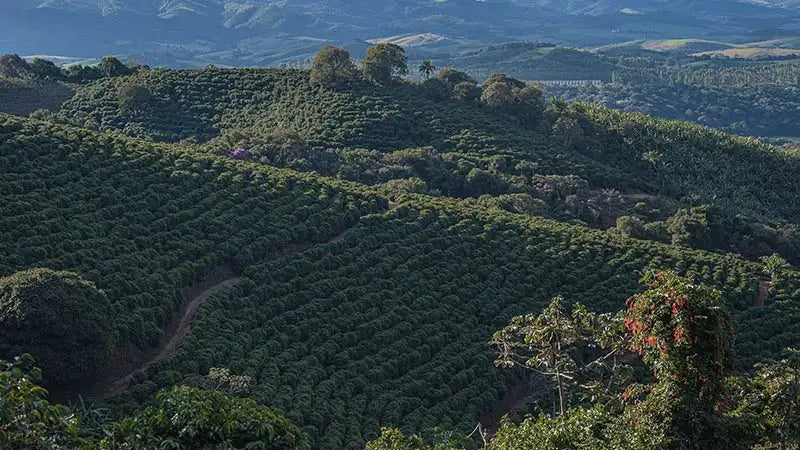 Lush green coffee plantations stretch across rolling hills under a clear sky.