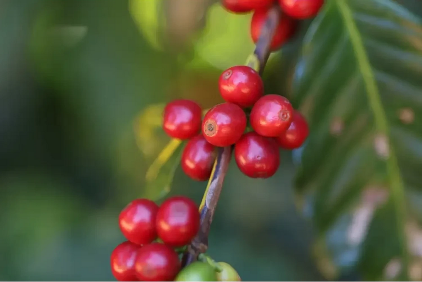 Maragogipe Southern Boundaries Coffee - Coffee Beans