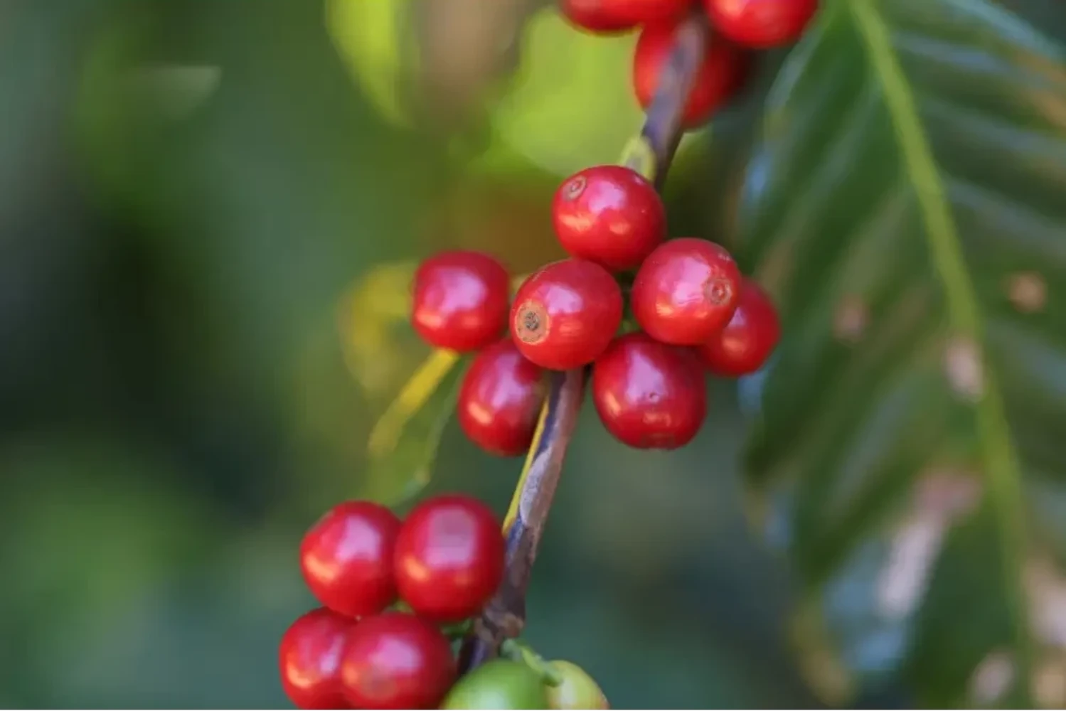 Maragogipe Southern Boundaries Coffee - Coffee Beans