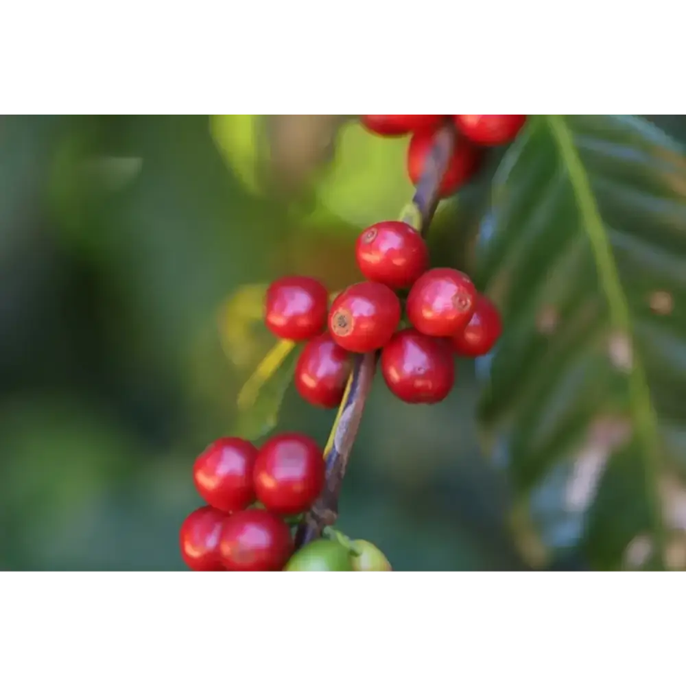 Maragogipe Southern Boundaries Coffee - Coffee Beans