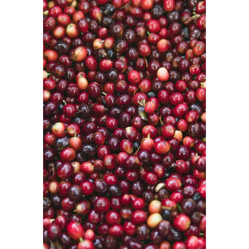 Gatekeeper Geisha Natural - Coffee Beans