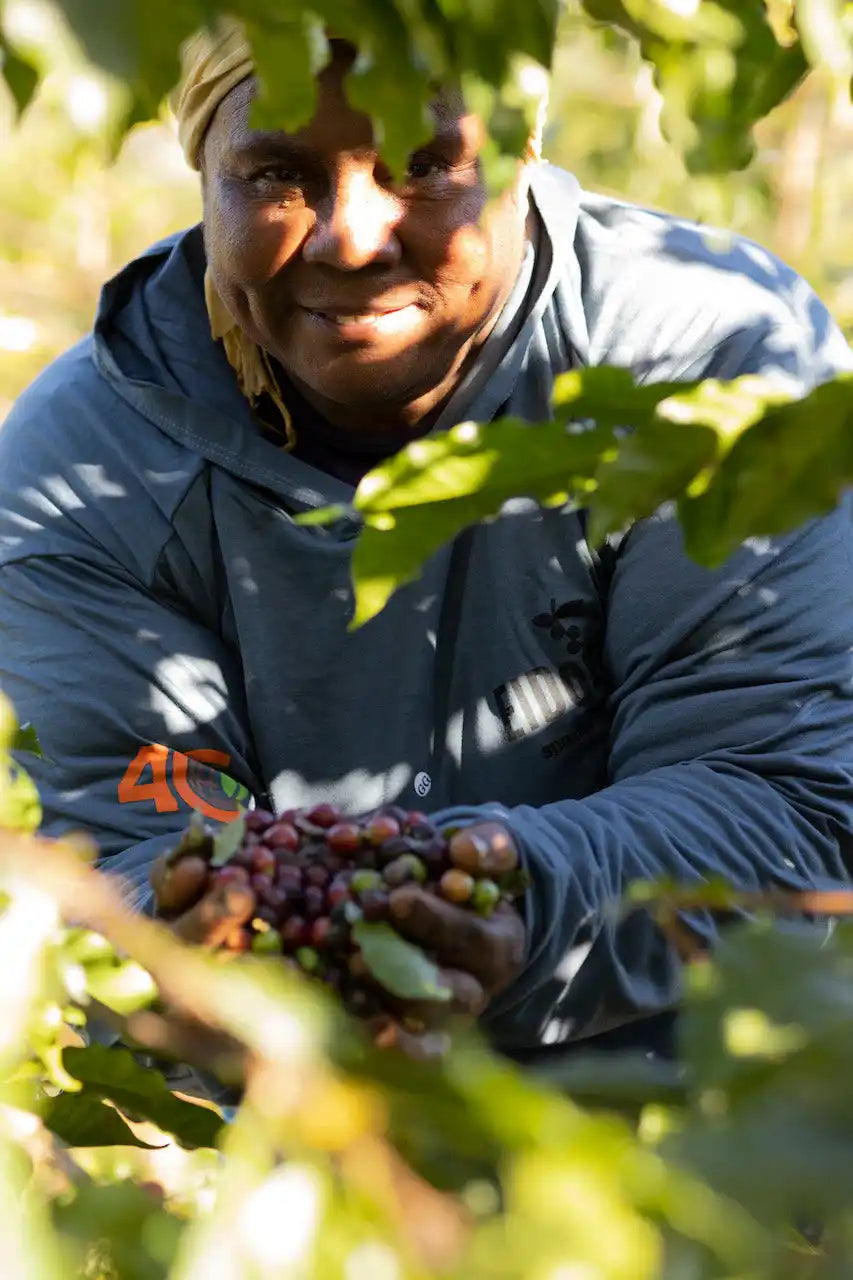 Net geplukte koffiekersen
